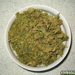 weed (silver haze)