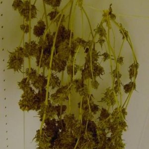 drying buds