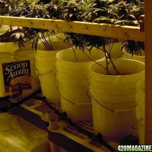 Grow room setup