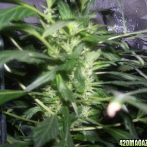 white_lights_week_7_big_cola