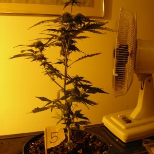 Plant - 2nd week of flowering