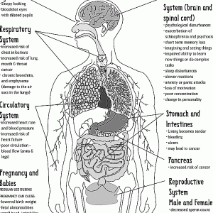 body_cannabis