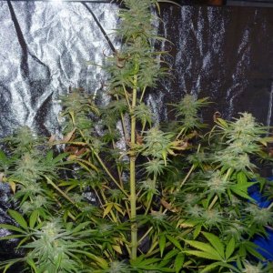 Dinafem Power Kush