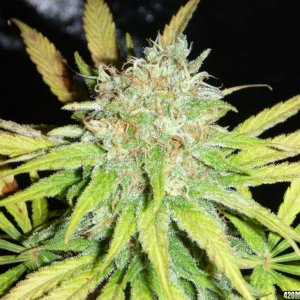 Dinafem Power Kush