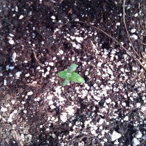 Permafrost SPROUT!