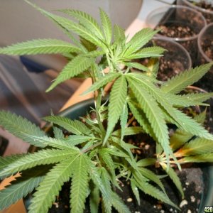 Grow Pics