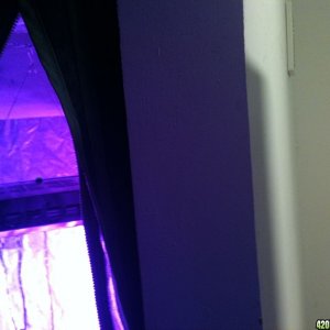 tent + gsl600led