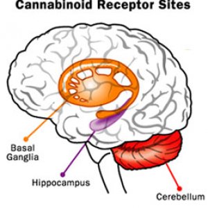 375-marijuana-brain1