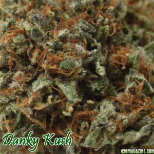 Danky Kush