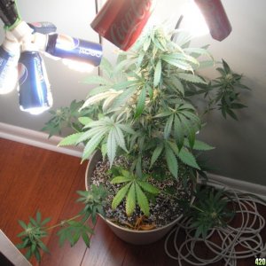 Strawberry Cough - Day 40 Flower