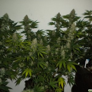 Ak48 in supersoil