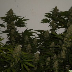 Ak48 in supersoil