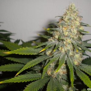 Ak48 in supersoil