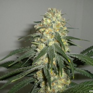 Ak48 in supersoil