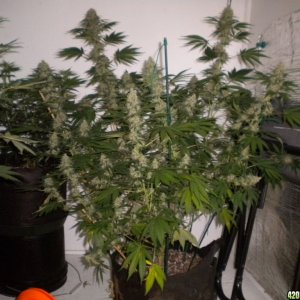 Ak48 in supersoil