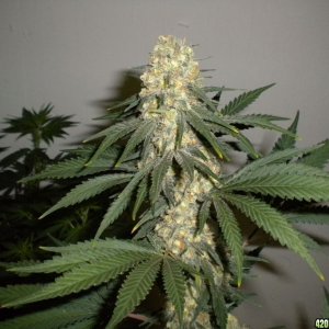 Ak48 in supersoil