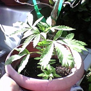 bagseed sativa mother plant