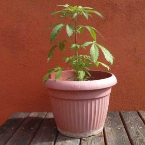 bagseed sativa mother plant