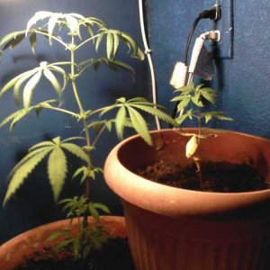 bagseed sativa mother plant & new indica bagseed