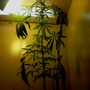 sativa mother plant