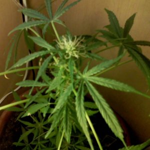 top cola sativa mother plant