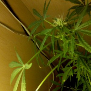 supercropped mother plant top cola