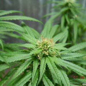 Bud with red hairs