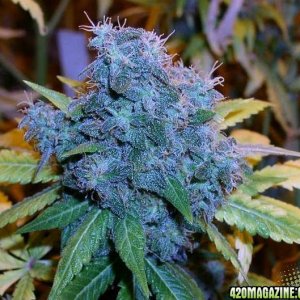 what every body loves that blue bud
