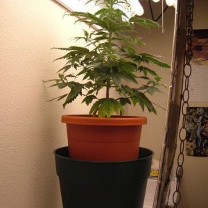 Grow Journal Day 29