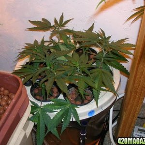 kid's grow