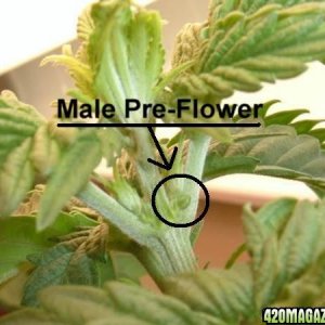 How To Determine Sex With Pre-Flowers