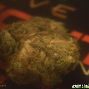 bud2