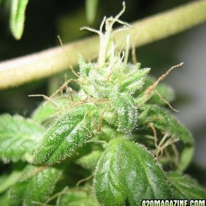 lemon_skunk_popcorn_bud