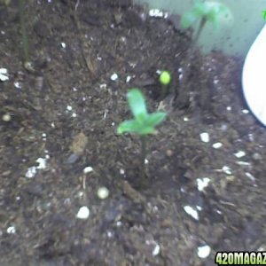 Sprouts 5 days old