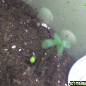 Sprouts 5 days old