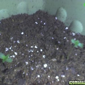 Sprouts 5 days old