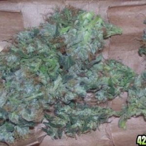 lemon_skunk_bud_drying