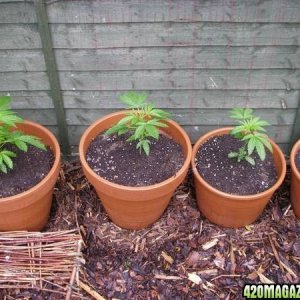 uk outdoor grow