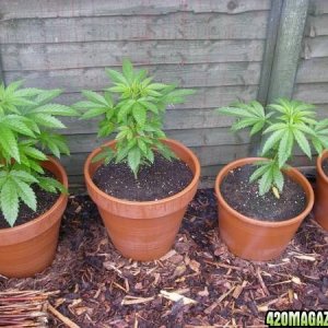 uk outdoor grow