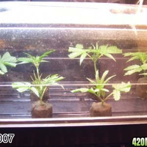 New Clones