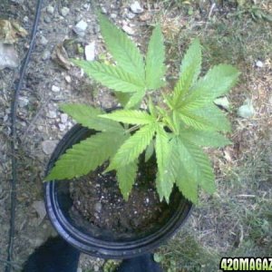 bag seed plant