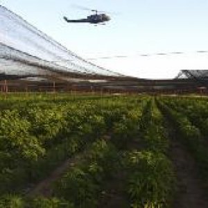 mexico-marijuana-farm-baja-california