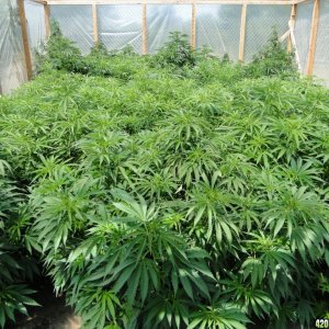 Organic_Medical_Cannabis_Garden