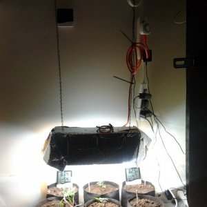 Tha Setup (Veg/Preflower/Flowering)