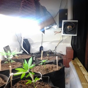 Tha Setup (Veg/Preflower/Flowering) - With Flowers