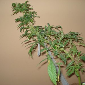 Sativa mother plant bagseed