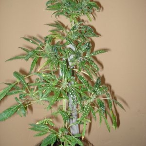 Sativa mother plant  bagseed