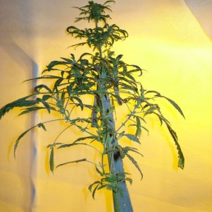 Sativa mother plant bagseed