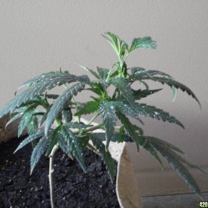 sativa mother plant/ blackwood og clone