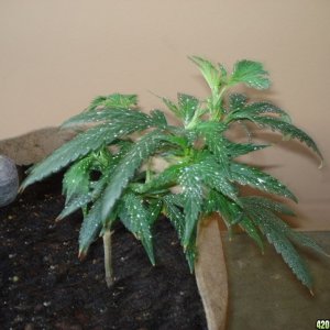 sativa mother plant/ blackwood og clone